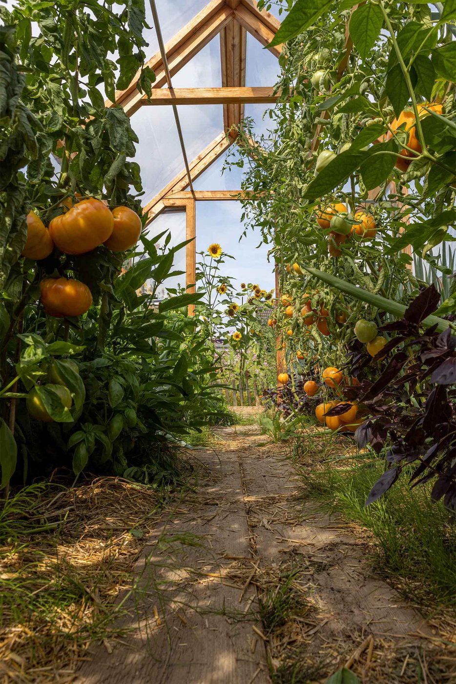 Lucama-Gewächshaus im Garten einer Kundin oder eines Kunden